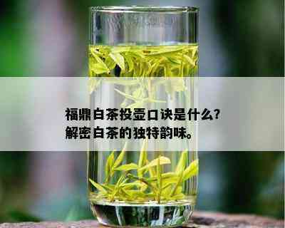 福鼎白茶投壶口诀是什么？解密白茶的独特韵味。