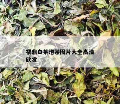 福鼎白茶泡茶图片大全高清欣赏