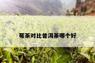 莓茶对比普洱茶哪个好