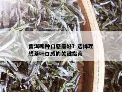 普洱哪种口感更好？选择理想茶叶口感的关键指南