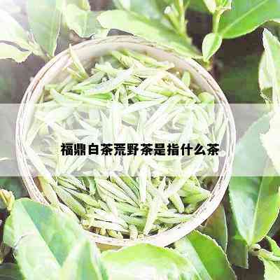 福鼎白茶荒野茶是指什么茶