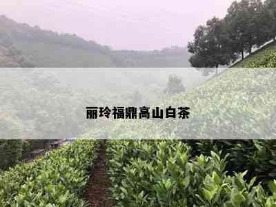 丽玲福鼎高山白茶