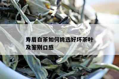 寿眉白茶如何挑选好坏茶叶及鉴别口感