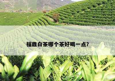 福鼎白茶哪个茶好喝一点？