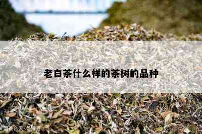 老白茶什么样的茶树的品种