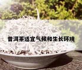 普洱茶适宜气候和生长环境