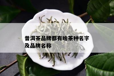 普洱茶品牌都有啥茶种名字及品牌名称