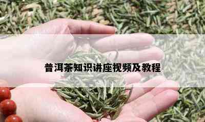 普洱茶知识讲座视频及教程