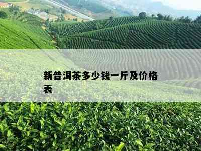 新普洱茶多少钱一斤及价格表