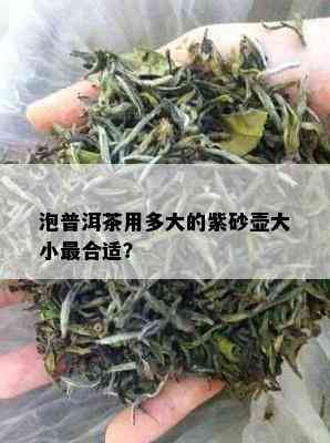 泡普洱茶用多大的紫砂壶大小最合适？