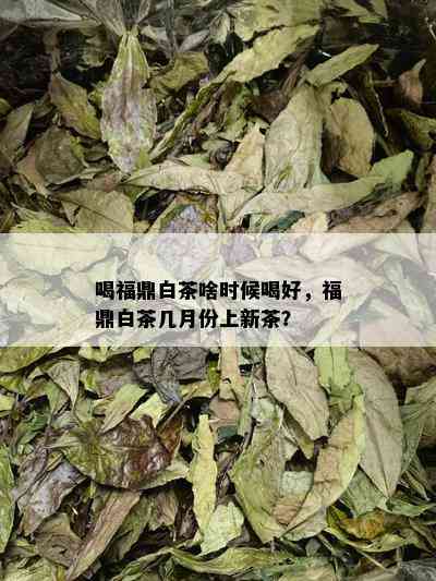 喝福鼎白茶啥时候喝好，福鼎白茶几月份上新茶？