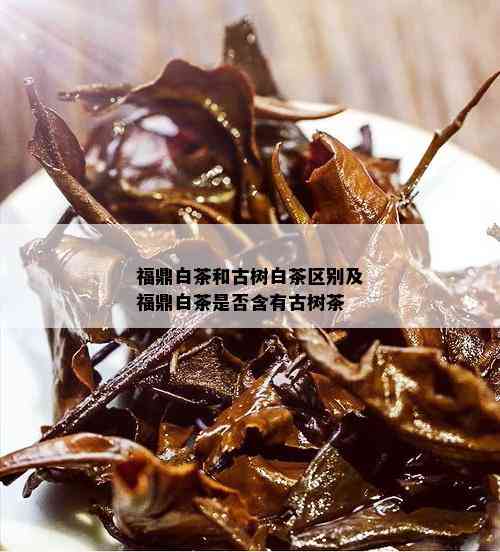 福鼎白茶和古树白茶区别及福鼎白茶是否含有古树茶