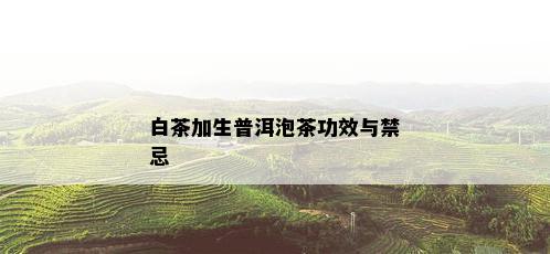 白茶加生普洱泡茶功效与禁忌