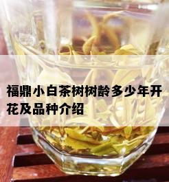 福鼎小白茶树树龄多少年开花及品种介绍