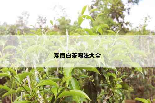 寿眉白茶喝法大全