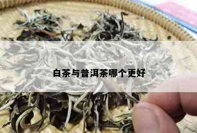 白茶与普洱茶哪个更好