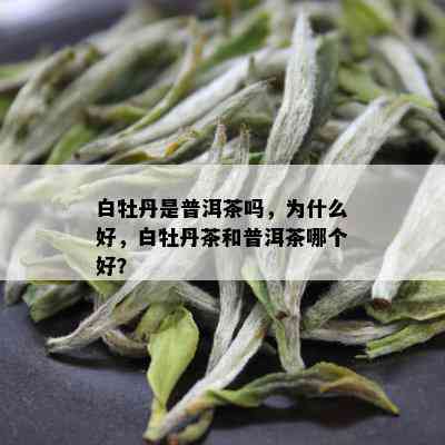 白牡丹是普洱茶吗，为什么好，白牡丹茶和普洱茶哪个好？