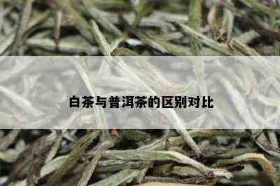 白茶与普洱茶的区别对比