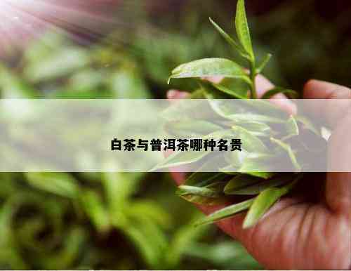 白茶与普洱茶哪种名贵