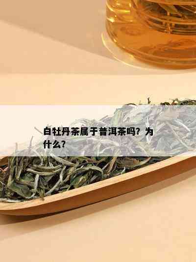 白牡丹茶属于普洱茶吗？为什么？