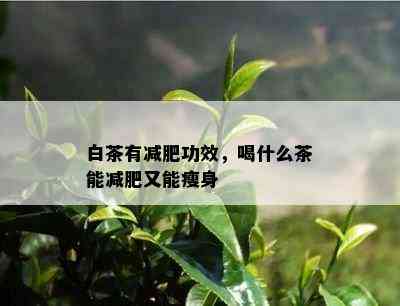 白茶有减肥功效，喝什么茶能减肥又能瘦身