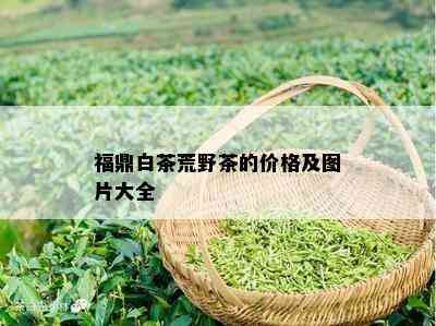 福鼎白茶荒野茶的价格及图片大全