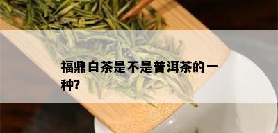 福鼎白茶是不是普洱茶的一种？