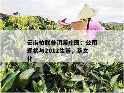 云南柏联普洱茶庄园：公司现状与2012生茶，茶文化