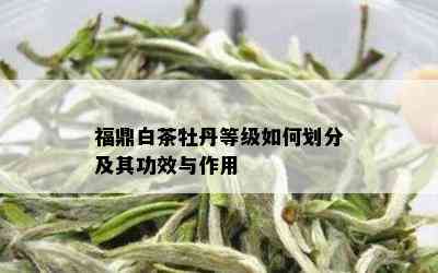 福鼎白茶牡丹等级如何划分及其功效与作用