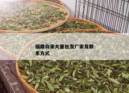 福鼎白茶大量批发厂家及联系方式