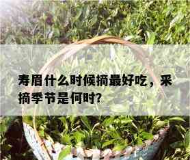 寿眉什么时候摘更好吃，采摘季节是何时？