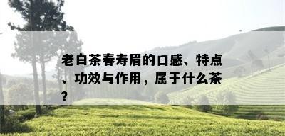 老白茶春寿眉的口感、特点、功效与作用，属于什么茶？