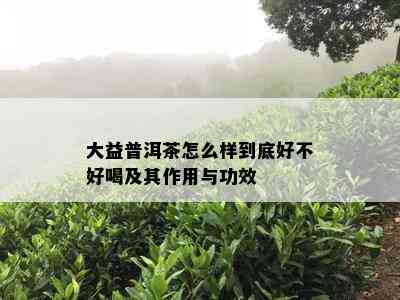 大益普洱茶怎么样到底好不好喝及其作用与功效