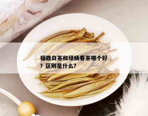 福鼎白茶和绿杨春茶哪个好？区别是什么？