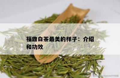 福鼎白茶最美的样子：介绍和功效