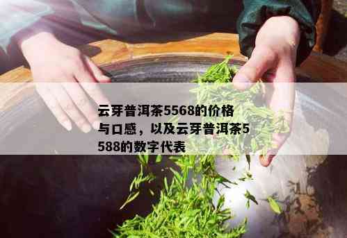 云芽普洱茶5568的价格与口感，以及云芽普洱茶5588的数字代表