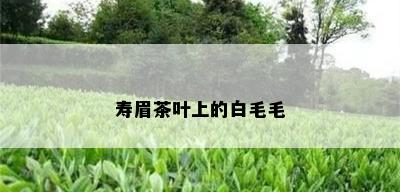 寿眉茶叶上的白毛毛