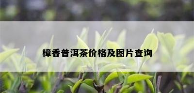 樟香普洱茶价格及图片查询