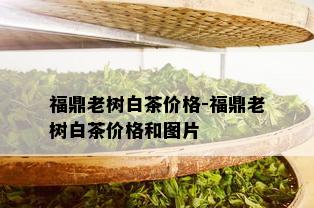 福鼎老树白茶价格-福鼎老树白茶价格和图片