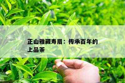 正山雅藏寿眉：传承百年的上品茶