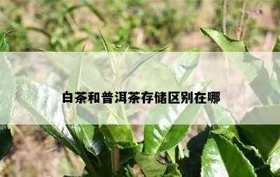 白茶和普洱茶存储区别在哪