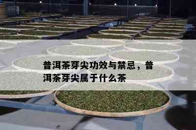 普洱茶芽尖功效与禁忌，普洱茶芽尖属于什么茶