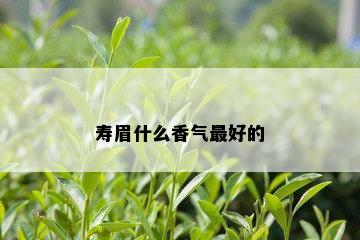 寿眉什么香气更好的