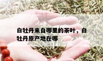 白牡丹来自哪里的茶叶，白牡丹原产地在哪