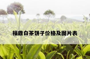 福鼎白茶饼子价格及图片表