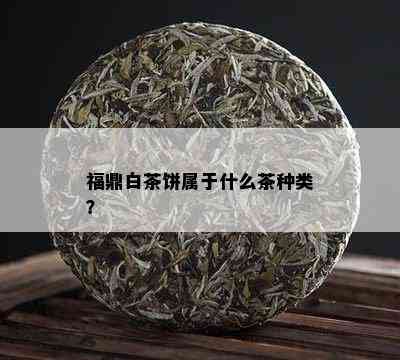 福鼎白茶饼属于什么茶种类？