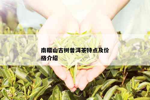 南糯山古树普洱茶特点及价格介绍