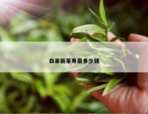 白茶新茶寿眉多少钱