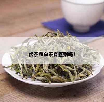 伏茶和白茶有区别吗？