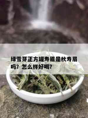 绿雪芽正方罐寿眉是秋寿眉吗？怎么样好喝？